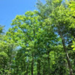 Meet your Posher, Bailey